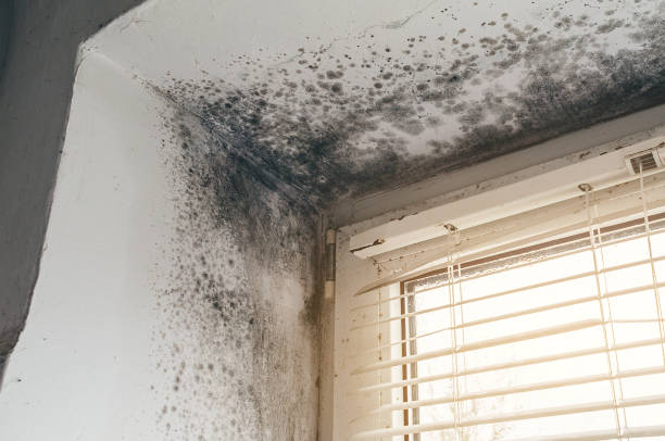 Affordable Mold Remediation solutions in Holbrook, AZ